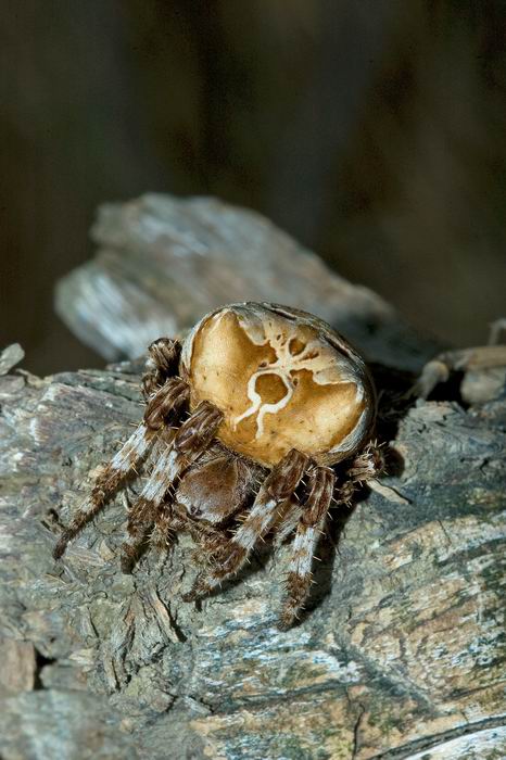 Araneus grossus